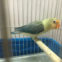 جوجه کوتوله معاوضه