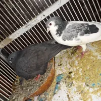 ۸عددکفتر۴تابزرگه۴تاجوجه یک هفته ای زیر قیمت