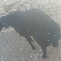 بره‌قوچی‌درجه‌یک