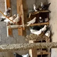 کفتر تهرانی