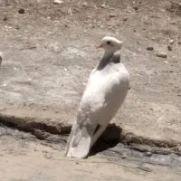 کبوتر|پرنده|سراب, |دیوار