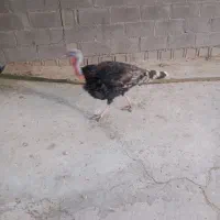 بوقلمون