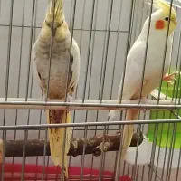 عروس هلندی مولد