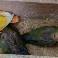 طوطی کوتوله جوجه