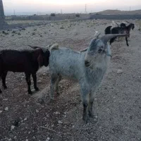 کهره نر