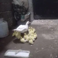 جوجه اردک اسرائیلی سفید مسکویی