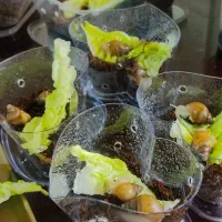 حلزون کادویی و هدیه کار درمنزل