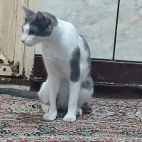 گمشده