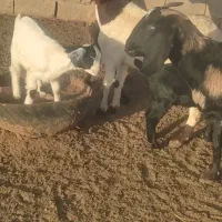 دو عدد بز جوان بزغاله ها یکی نر یکی ماده