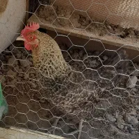 مرغ تخمگذار جوان