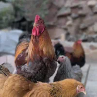 تخم مرغ نطفه دار نژادبرهما