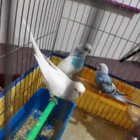 مرغ عشق با جوجه
