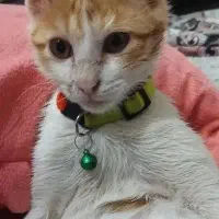 گمشده