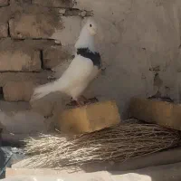 کبوتر
