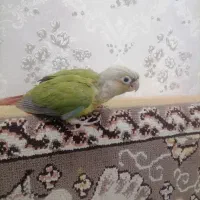 پرنده گرینچیک