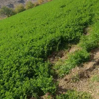 یونجه چین دوم