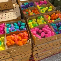 جوجه رنگی ارسال از قم