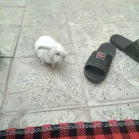 خرگوش
