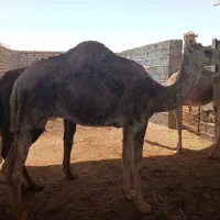 سه نفر بلبون