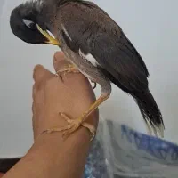 جوجه مینا