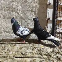 پرنده کفتر