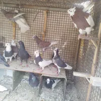 کبوتر|پرنده|زاهدان, |دیوار