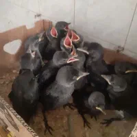 مینا چشم آبی وافغانی