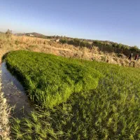 تخم چلتوک چمپای