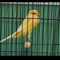 قناری|پرنده|بناب, |دیوار