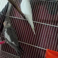 جوجه عروس هلندی