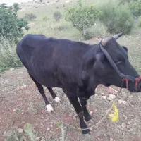 گوساله ماده روزگاری