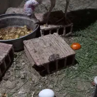دوعدد بوقلمون ماده تخم گذار