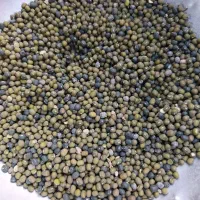 ماش ارتشی درجه یک