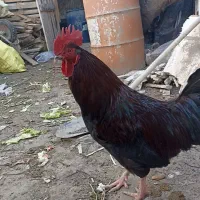 خروس محلی