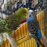 یک جفت مرغ عشق سرحال نر و ماده با قفس و وسایل