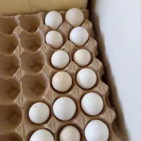 تخم مرغ گلین اصل