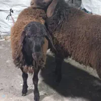 بره نر