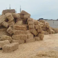 کاه گندم