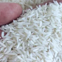 برنج هاشمی