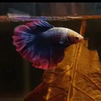 یک جفت فایتر کار داده ، نژاد خوب ، آماده تکثیر