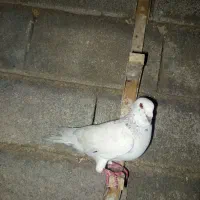 بزک|پرنده|شیراز, کوشک بیدک|دیوار