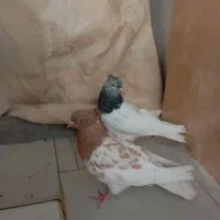 کفتر