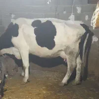 فروش،گاو اوستن