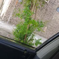 گل دون نقد