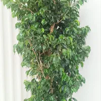 درخت بنجامین طبیعی