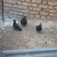 زاغ چش نوک سفید