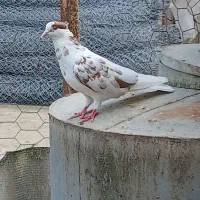 کبوتر کاکلی