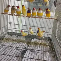 فنچ گلدین بالغ