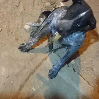 واگذاری سگ شکاری نژاد پوینتر