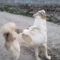 واگذاری سگ گله ضمانتی